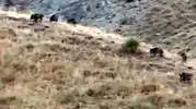 Hakkari'de hasat öncesi domuz istilası üreticiyi çaresiz bıraktı