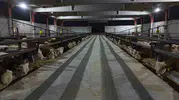 Şanlıurfa kırmızı et üretim merkezi oluyor