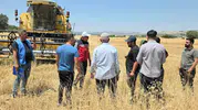 Dicleli çiftçilere yüzde 75 hibeli mercimek tohumu desteği veriliyor