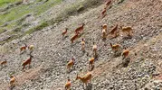 Palu Kalesi eteklerinde nadir görülen dağ keçileri dronla kaydedildi