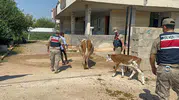 Şanlıurfa'da büyükbaş hayvan satışında dolandırıcılık yapan şüpheli yakalandı