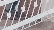 Elazığ'da zeki kedi kapı koluna asılı ipi çekerek içeri girdi