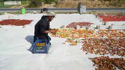 Muşlu çiftçi tarlasında yetiştirdiği sebzeleri Avrupa ülkelerine kadar ulaştırıyor