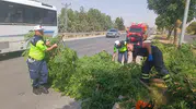 Batman Silvan yolunda devrilen ağaç trafiği tehlikeye attı