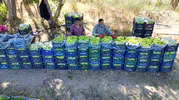 86 yaşındaki Ahmet amca tarlasında ürettiği biberlerle bölge ekonomisine can veriyor