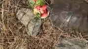 Tunceli'de susayan kaplumbağaya karpuz ikramı kameraya yansıdı