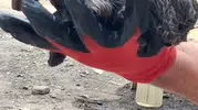 Ağrı Patnos'ta zifte saplanan yavru kedi itfaiye ekiplerince kurtarıldı