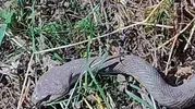 Hakkari'de tarlada karşılaşılan dev yılan şaşkınlık yarattı