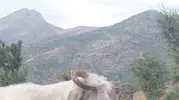Elazığlı fenomen çobanın keçiyle imtihanı izleyenleri kahkahaya boğdu