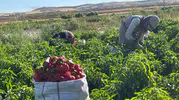 Şanlıurfa tarlalarında isot hasadı başladı