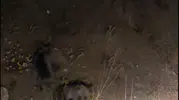 Tunceli Pülümür yolunda anne ayı ve üç yavrusu görüntülendi