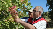 Elazığ fıstık bahçelerinde hasat dönemi başladı