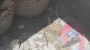 Bitlis Adilcevaz'da damalı su yılanlarının nadir görülen aşk dansı