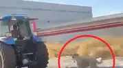 Diyarbakır'da traktöre bağlanan köpeğin zor anları kameraya yansıdı