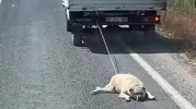 Şanlıurfa'da kamyonet arkasında köpeği sürükleyen sürücüye tepki yağdı