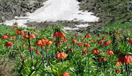 Ergani’de ters laleler açtı: Sakız Dağı’nda görsel şölen