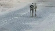 Şanlıurfa Halfeti’de küçük çocuğa sokak köpeği saldırdı
