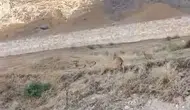 Palu Kalesi çevresinde nadir görülen dağ keçileri görüntülendi
