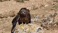 Elazığ'da köylüler yaralı çaylak kuşuna sahip çıktı