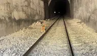 Elazığ'da tren yoluna giren dağ keçileri kaza kurbanı oldu