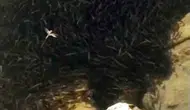 Yüksekova'da kuruyan dere binlerce balığın yaşamını tehdit ediyor
