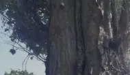 Elazığ'da sincapların ceviz mesaisi izleyenleri gülümseten anlara sahne oldu
