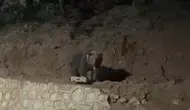 Ovacık'ın tanıdık misafiri ayı yine mahallede görüntülendi