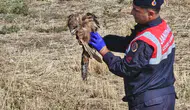 Muş kırsalında yaralı bulunan kızıl şahin jandarma ekiplerince kurtarıldı