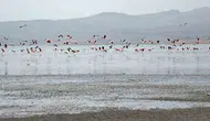 Van Gölü havzasında allı turnaların görsel şöleni