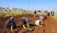Diyarbakır'da kadınlar kent bostanında kışlık ürünleri toprakla buluşturdu