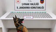 Şırnak jandarmasından geniş çaplı operasyon: 12 kişi cezaevine gönderildi