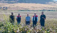 Cizre ovasında beyaz altın hasadı hareketliliği başladı