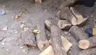Diyarbakırda bir evin odunluğuna giren dev yılan paniğe neden oldu
