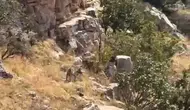 Batman kırsalında nadir görülen çizgili sırtlan kameraya yansıdı