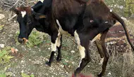 Gercüş yolunda pikap ile inek çarpıştı