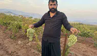 Diyarbakır Çermik üzümleri Türkiye'nin dört bir yanına ulaşıyor