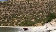 Van Gevaş kırsalında yılkı atlarının özgür yolculuğu görüntülendi