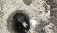 Elazığ Karakoçan'da kuyuya düşen eşek kurtarıldı