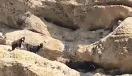 Tunceli'de 70 metre yükseklikte mahsur kalan keçiler kurtarıldı