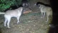 Tunceli'de kamp alanına giren ayı köpeklerin havlamasına aldırış etmedi