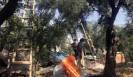 Mardin Derik zeytininde hasat dönemi başladı