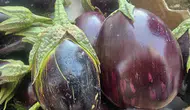 Elazığlıların kış sofralarında tombul patlıcan bereketi