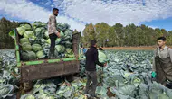 Erciş'in tescilli lahanasında hasat dönemi başladı