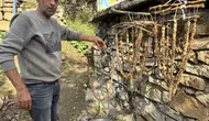 Diyarbakır Çermik'te geleneksel bağ bozumu mesaisi başladı