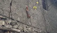 Bingöl'de bir evin bahçesinde insanlardan korkmayan sincap görüntülendi
