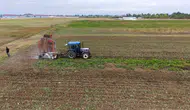 Muş Ovası'nda şeker pancarı hasadı ekonomiye dev katkı sağlıyor