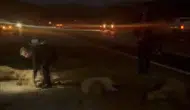 Yüksekova yolunda koyun sürüsüne çarpan otomobildeki dört kişi kazayı yara almadan atlattı