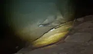 Keban Baraj Gölü'nde gece avlanan su samuru kameraya yansıdı