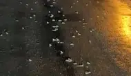 Bingöl'de yoğun yağış sonrası kurbağalar kara yoluna akın etti