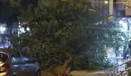 Siirt'te etkili olan şiddetli fırtına ağaçları devirdi